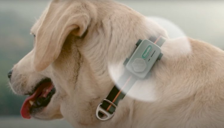 Smartphone para pets faz ligações com tutor e detecta ansiedade