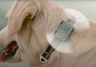 Smartphone para pets faz ligações com tutor e detecta ansiedade