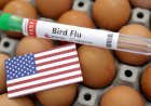 EUA recorrem a ovos do Brasil e avaliam outras fontes durante surto de gripe aviária