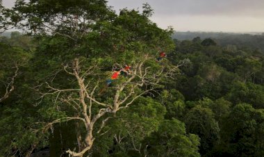 Capital do Brasil pode ser transferida para Belém em novembro