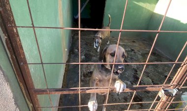 ACORDO ENTRE MPGO, ONG E PREFEITURA DEFINE INTERVENÇÃO MUNICIPAL EM ABRIGO DE ANIMAIS EM CALDAS NOVAS